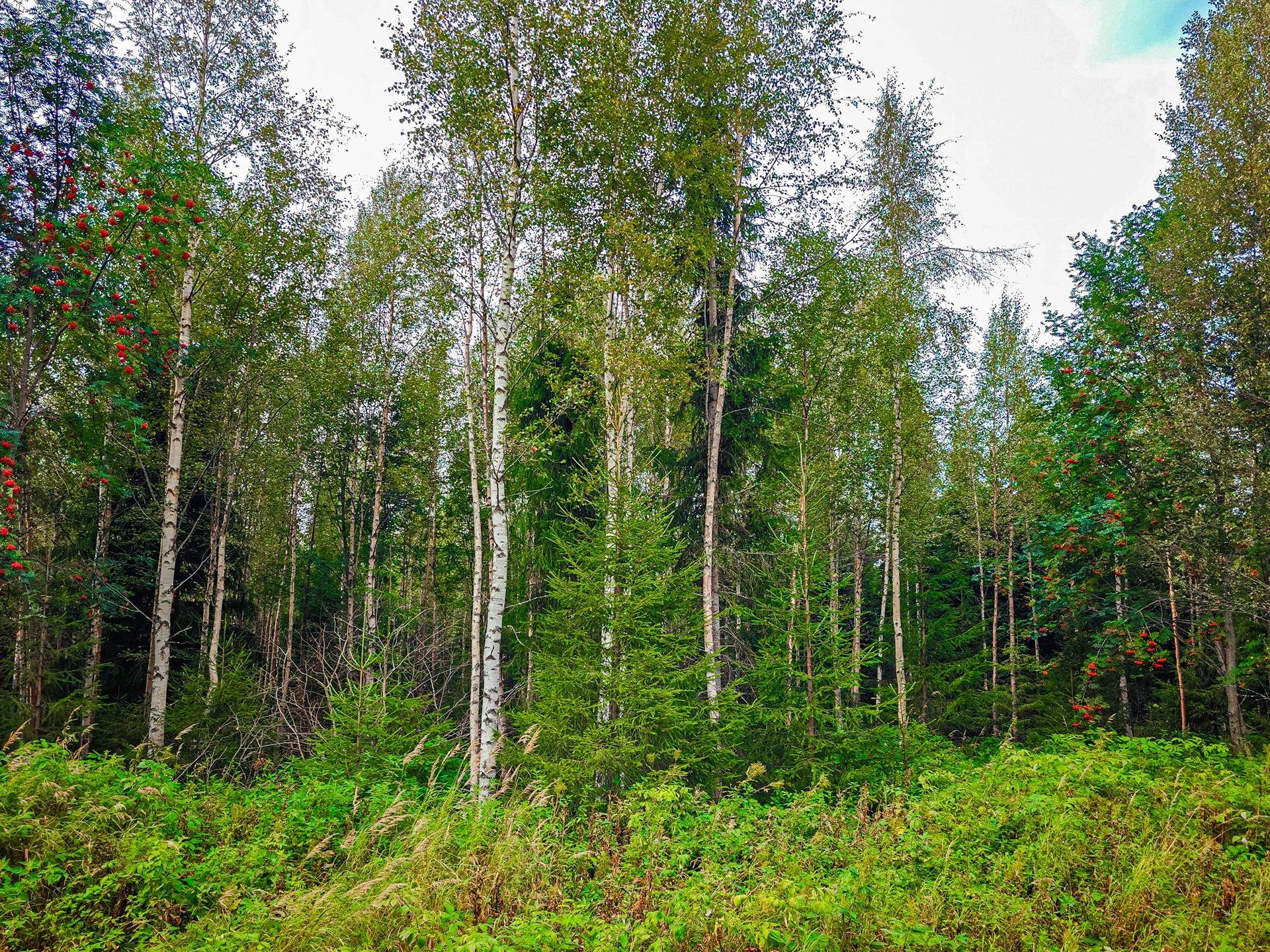 Laihia, Tyllijoki, määräala Puskala 12:26 1