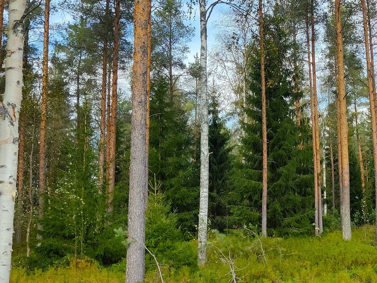 Omslagsbild för objektet Lohtaja Polvi MÄKELÄNMÄKI 7:38 metsäpalsta noin 18,2 ha