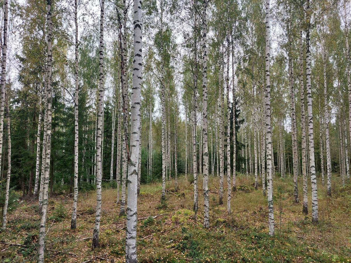 Omslagsbild för objektet KOTIMETSÄ 908-426-1-54