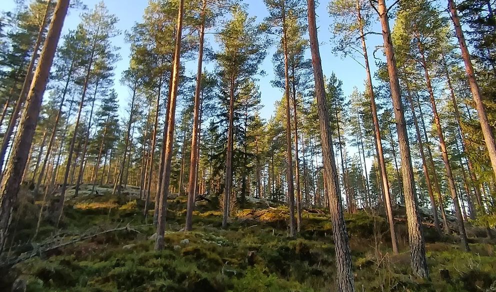 Syksyllä metsätilojen kauppa on jatkunut kiivaana