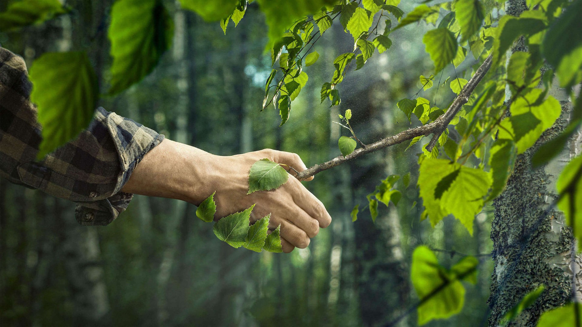 Selling forest property through us is easy