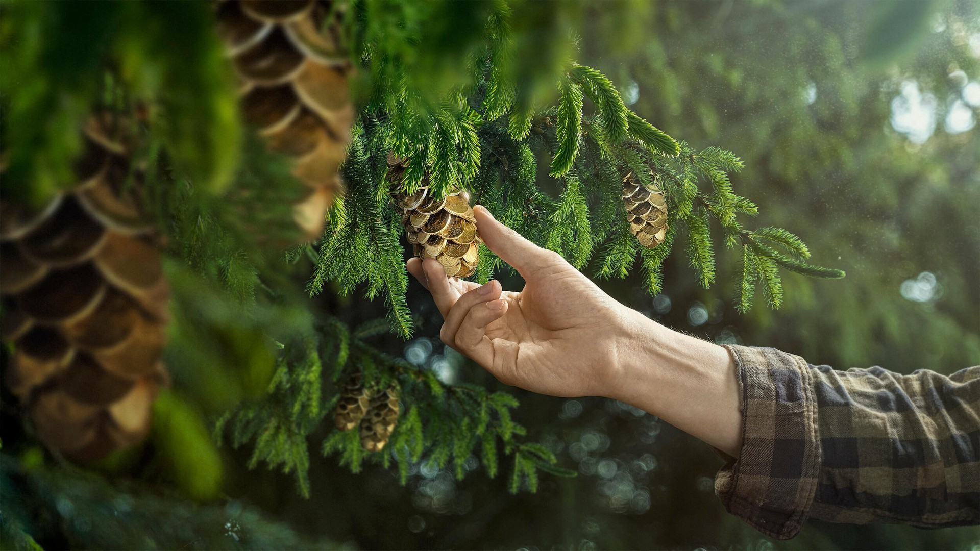 Skogsfastigheter – köp skog och fastigheter