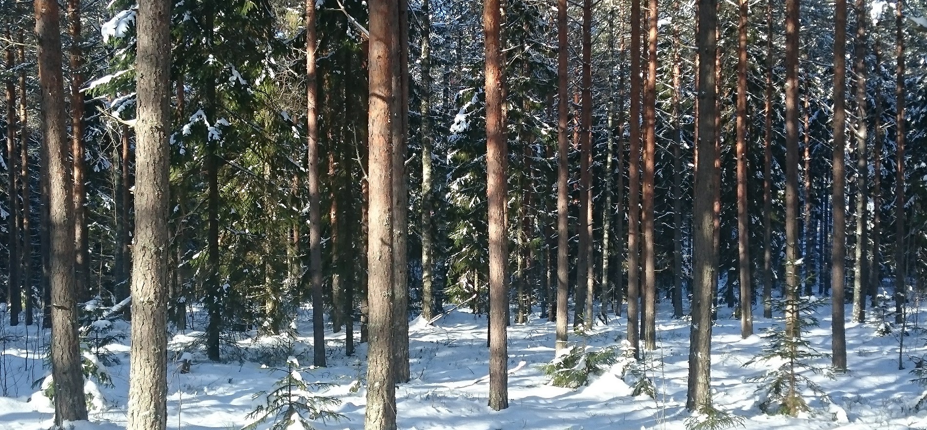 Uusimaan myytävät metsätilat