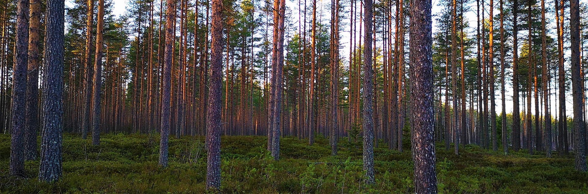 Pohjanmaan myytävät metsätilat