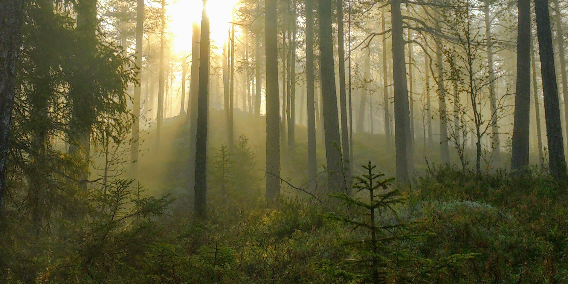 Pohjois-Pohjanmaa - Metsätilat.fi