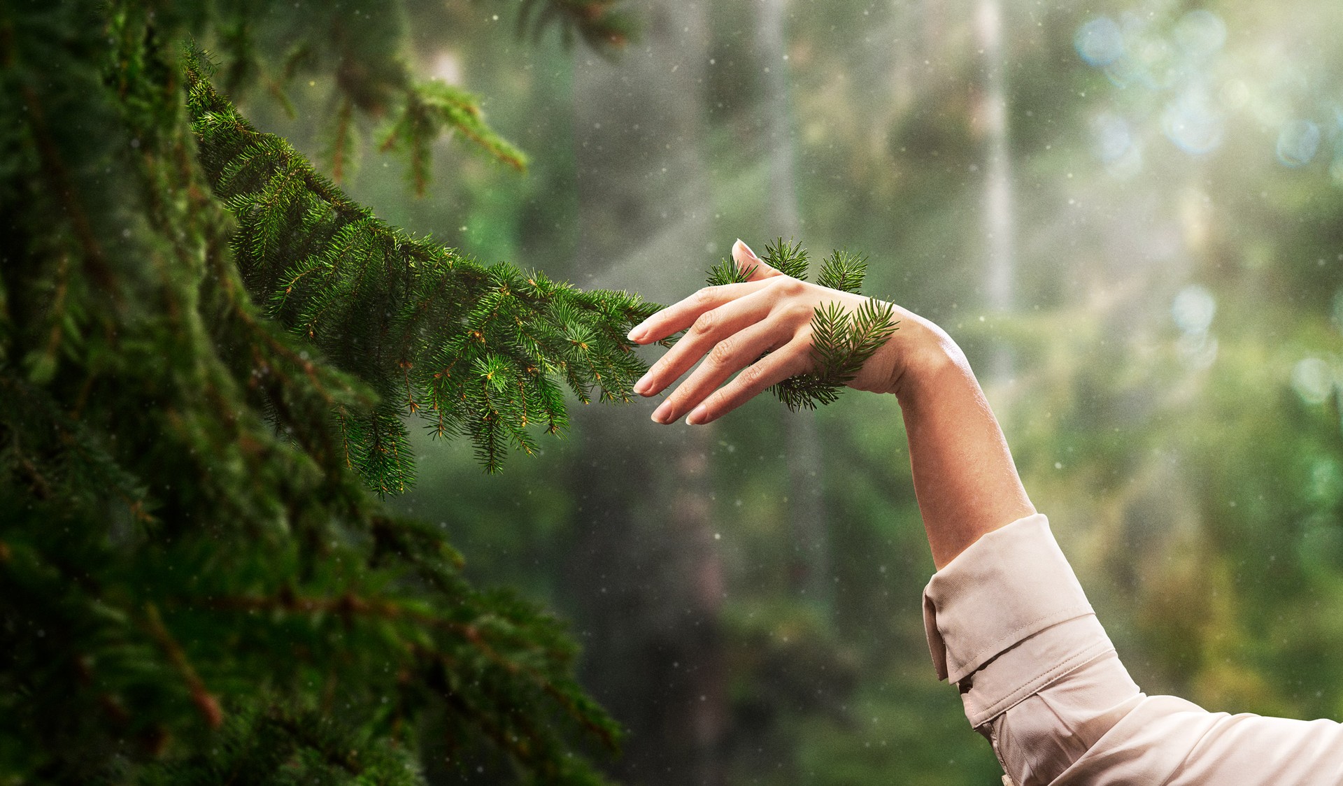 Metsätilat – osta metsää ja kiinteistöjä 