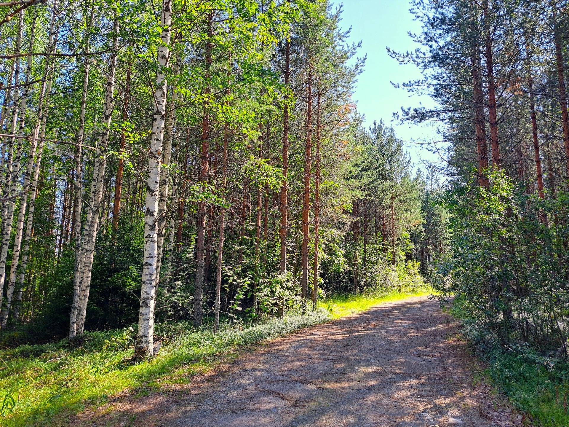 Omslagsbild för objektet Veteli HAUTAKANGAS 3:104 metsätila 9,055 ha