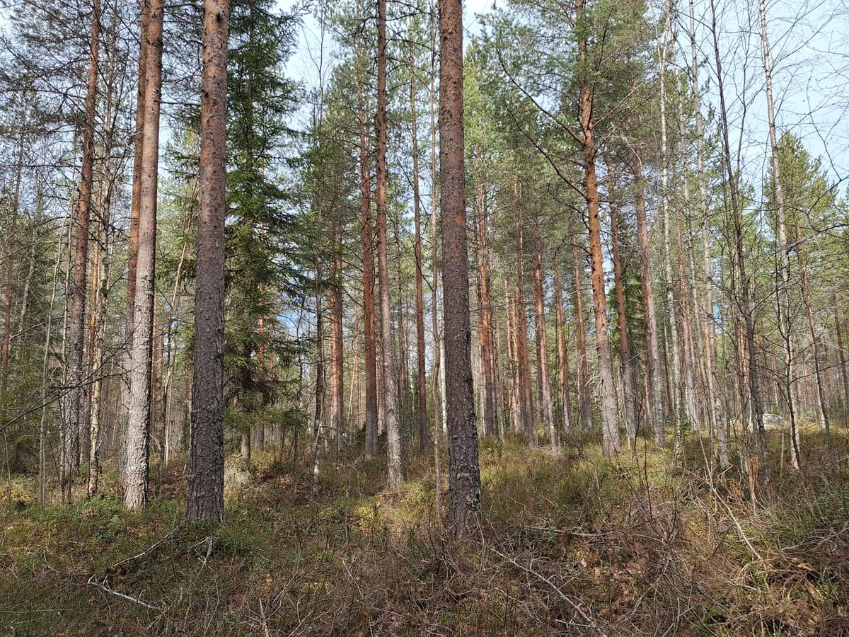 Kinnula Keski-Suomi - Metsätilat.fi
