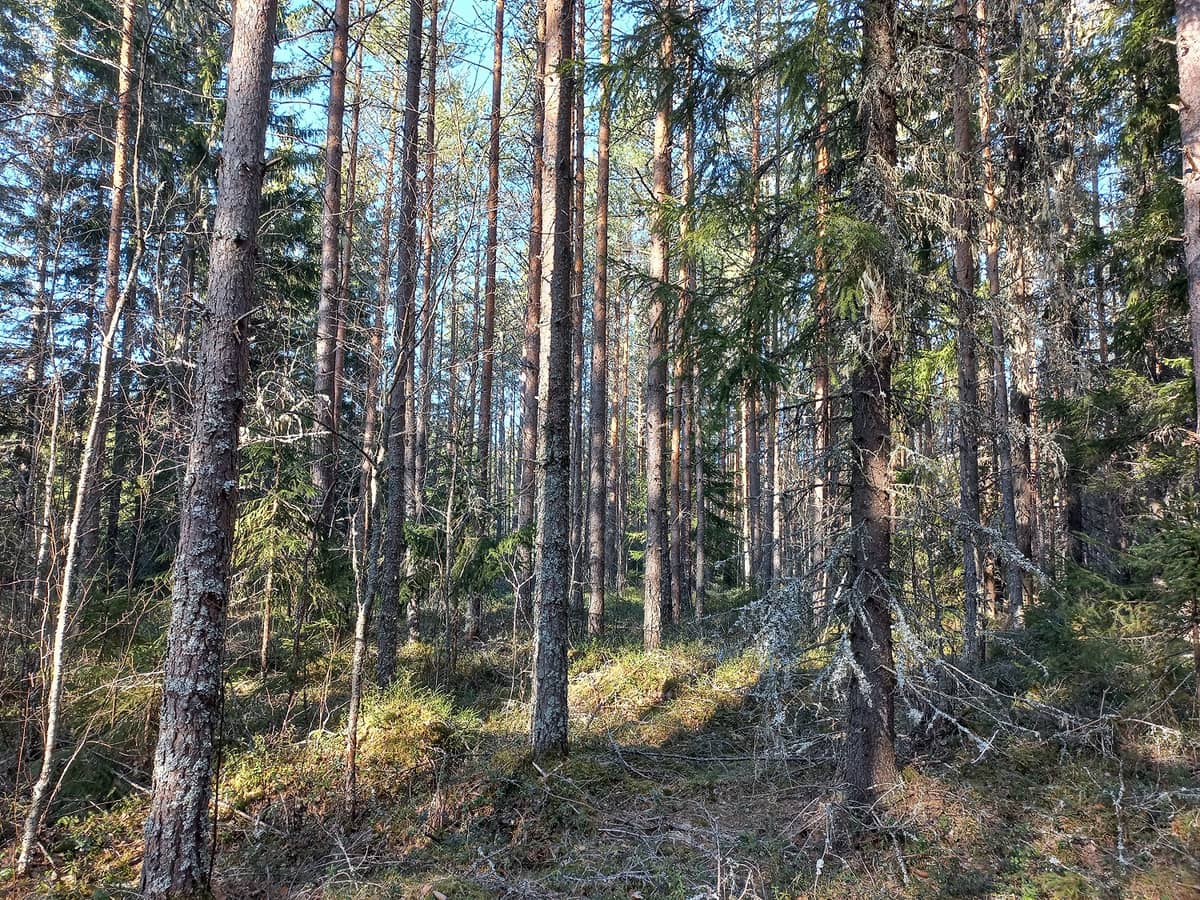 Etel Pohjanmaa Mets tilat fi etel-pohjanmaa-mets-tilat-fi