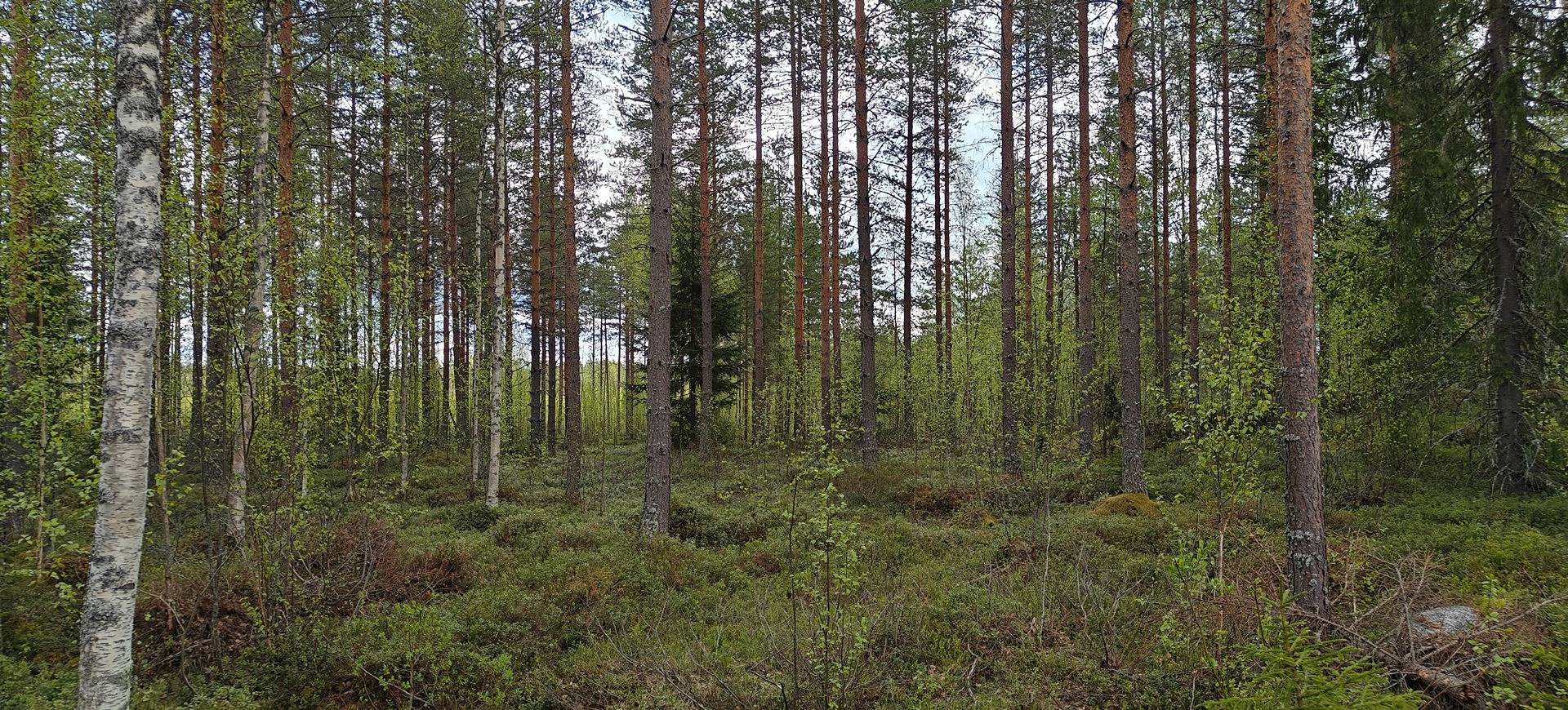 Omslagsbild för objektet Soini, RAJAMAA 759-402-18-17
