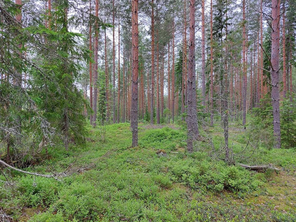 Metsätilat.fi Metsätilat.fi