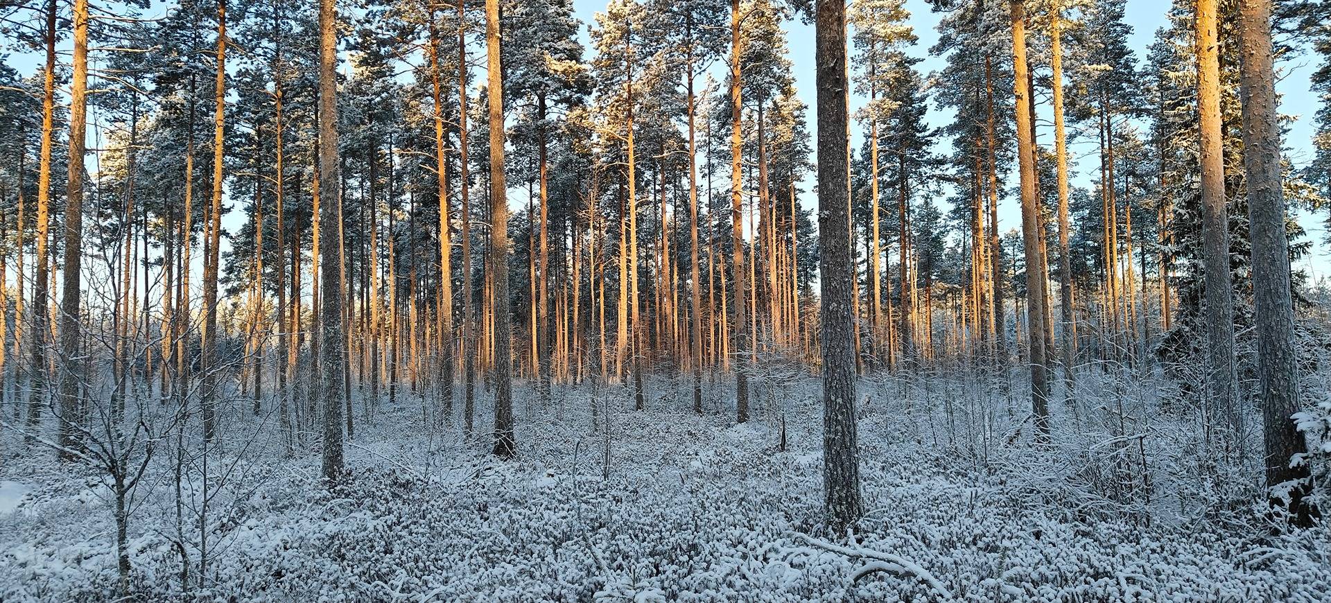 ALAJÄRVI, KORPI 5-401-5-887 1