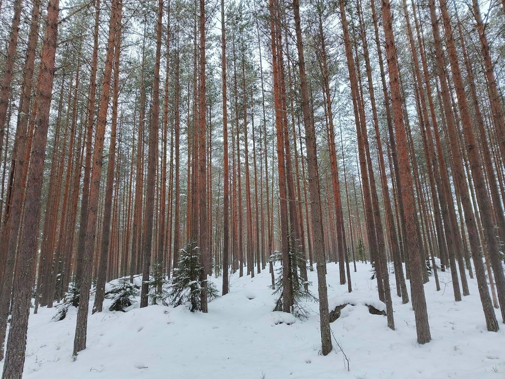 Kuusela 489-409-10-74 (määräala) 1