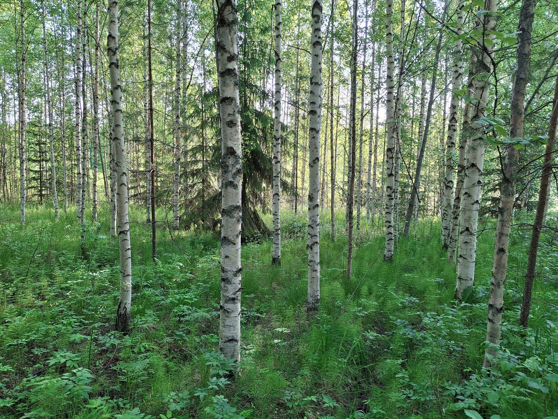 Kangaskylä, Termä 275-408-8-34 1