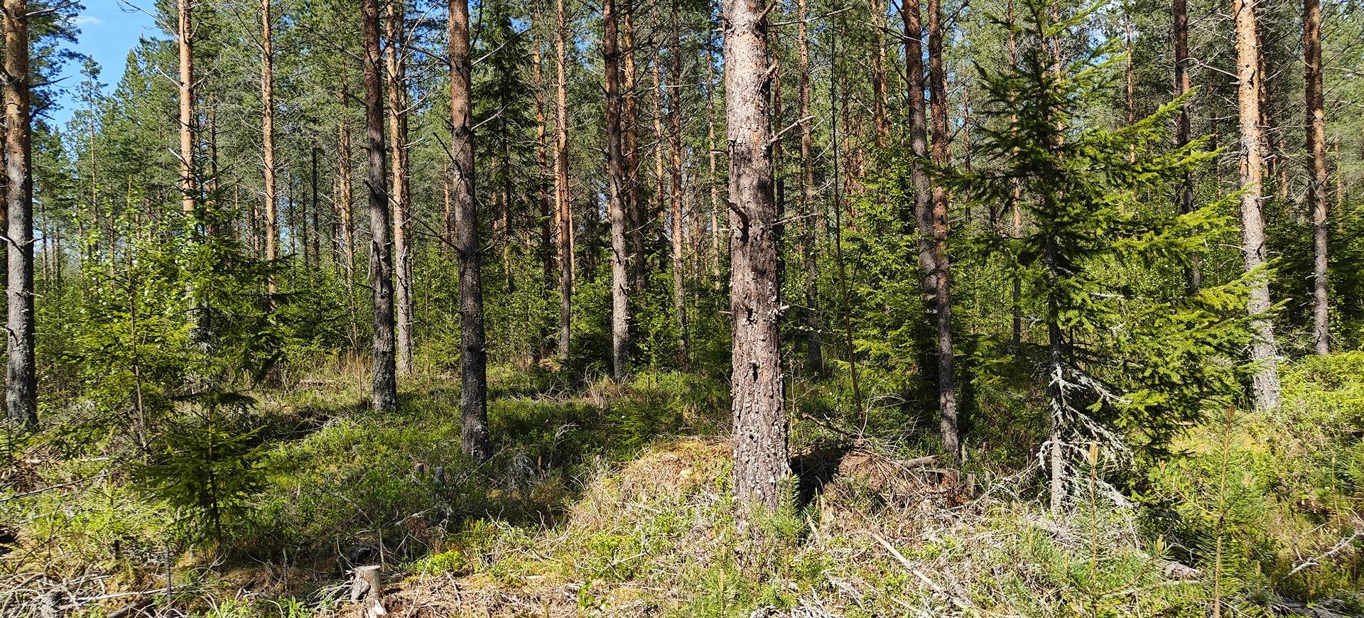 Kansikuva kohteelle Kuortane, Asseri 300-401-30-312 määräala