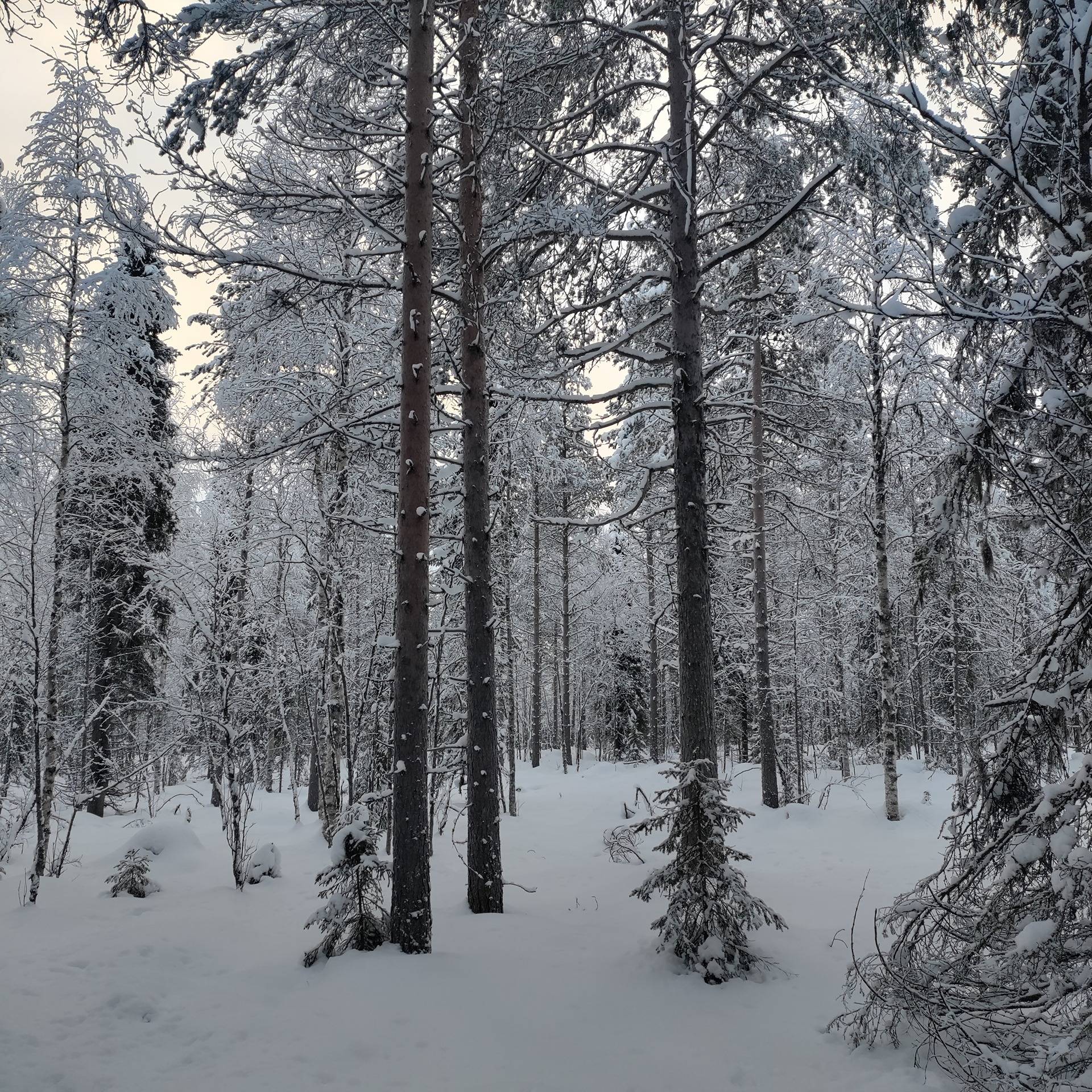 Kuusamon yhteismetsä osuus 0,021800 1