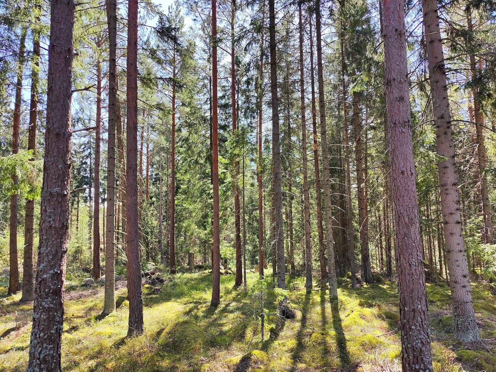 Harjula 935-422-8-92 (määräala), Koivula 935-422-8-99 (määräala), Kaivanto 935-422-8-44 (kiinteistö), Kaivanto I 935-422-8-47 (kiinteistö) ja Vajaavuori 935-422-8-91 (määräala) 1