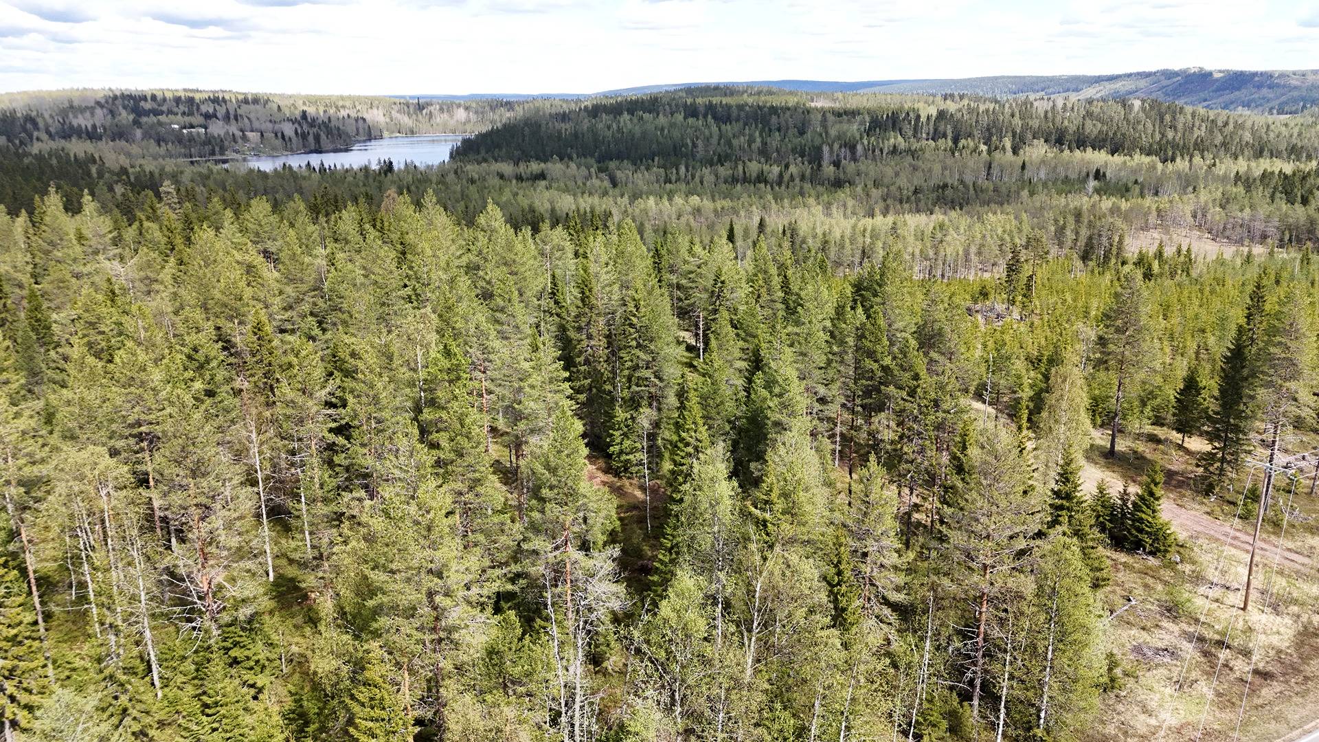 JAAKKOLA 620-405-3-17 metsäkiinteistö 48,05 ha PUOLANGALLA 1