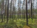 Määräala metsää Kankaanpään Honkajoella, Voutilainen 1