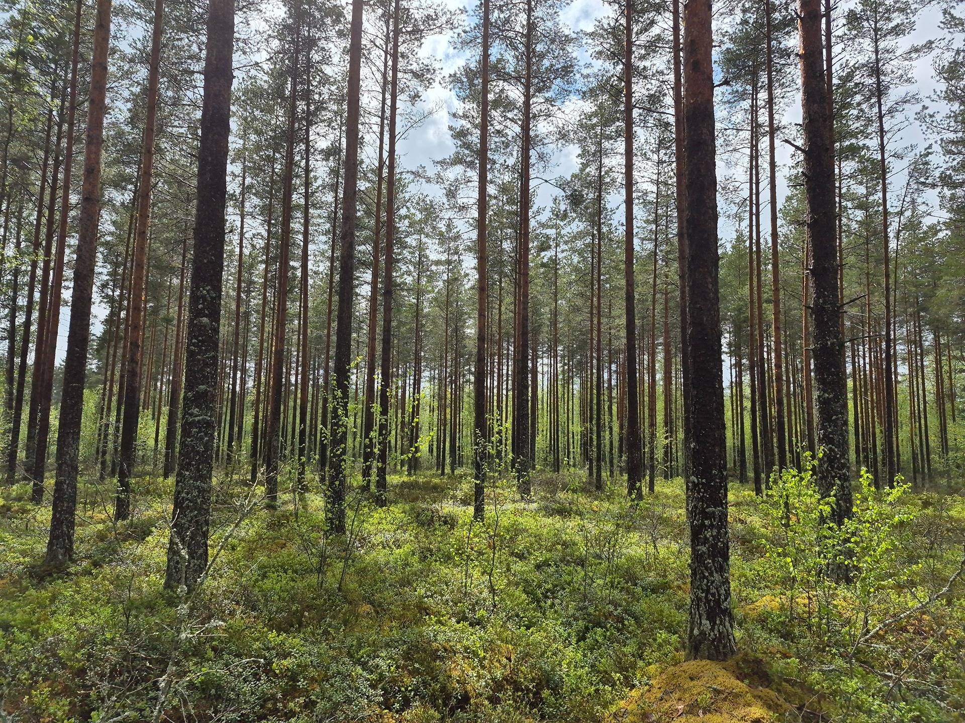 Määräala metsää Kankaanpään Honkajoella, Voutilainen 1