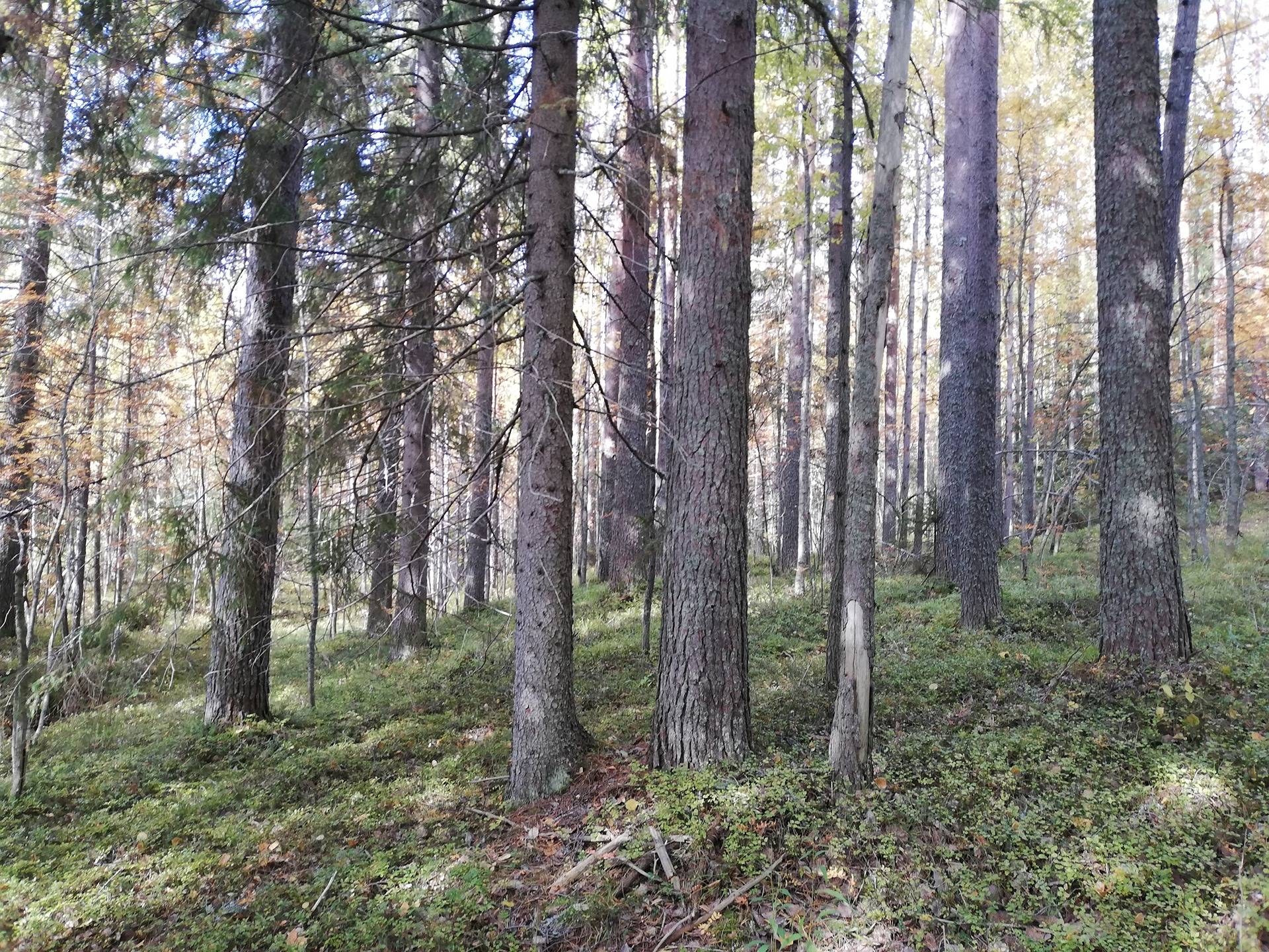 Omslagsbild för objektet RINTEELÄ 146-422-1-49, Naarva