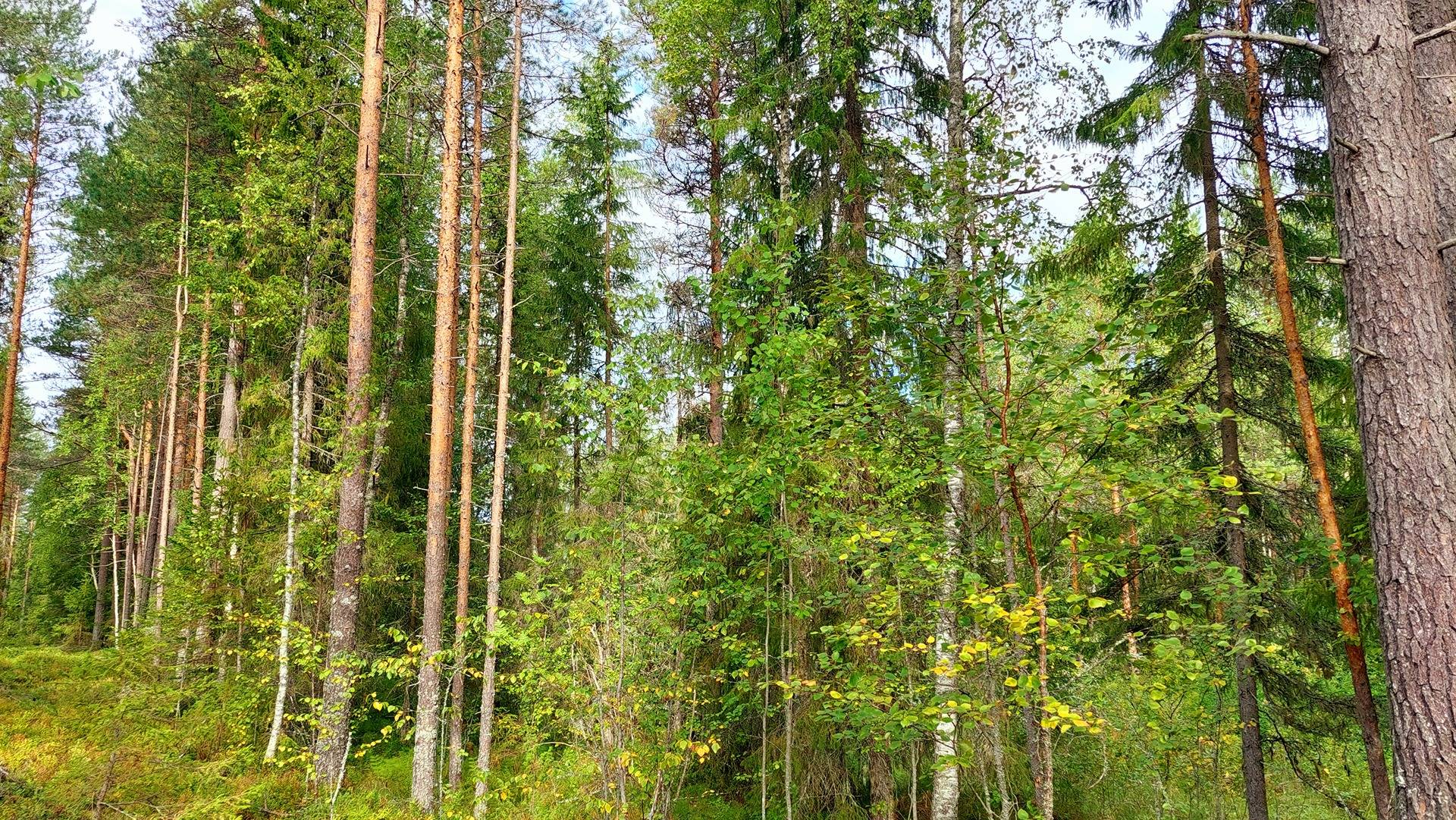 Pikkukiuttu 564-401-11-60 1