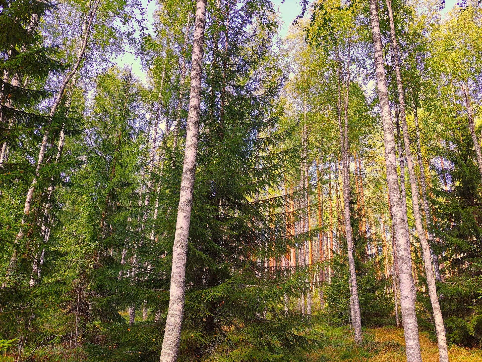 Omslagsbild för objektet Vimpeli Sääksjärvi LÄÄTTI 4:92 metsätila 3,00 ha