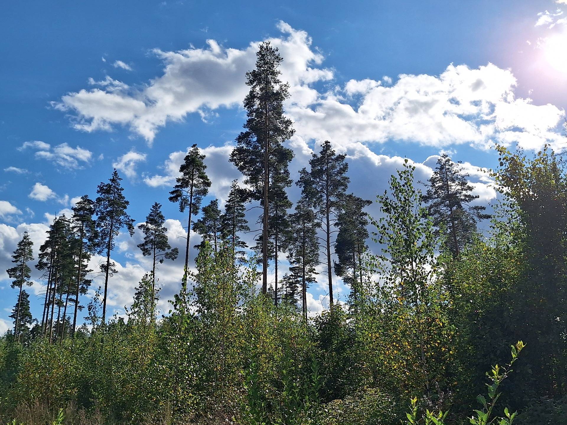 Laavala 2:118 -metsätila, jolla OKT-rakennuspaikka 1