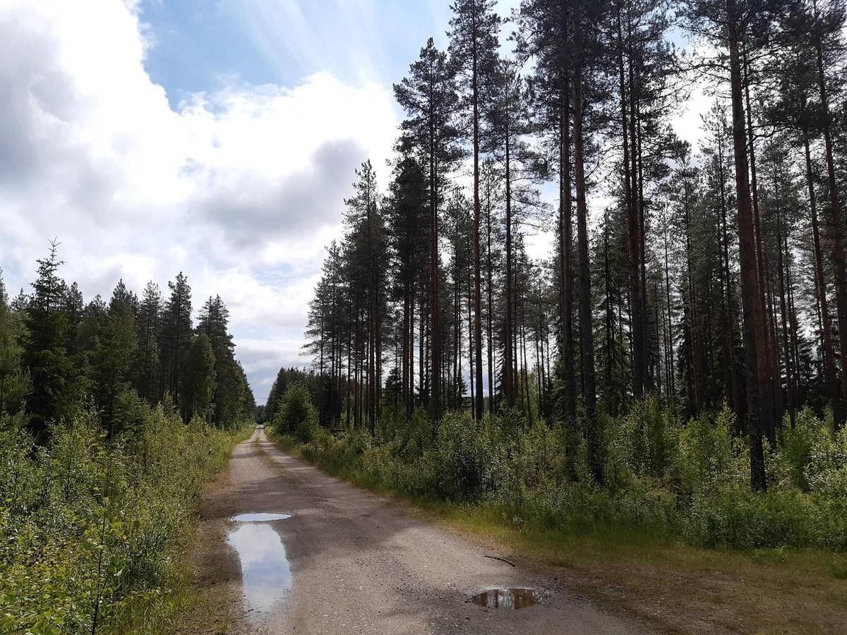 Pohjois Savo Mets tilat fi pohjois-savo-mets-tilat-fi