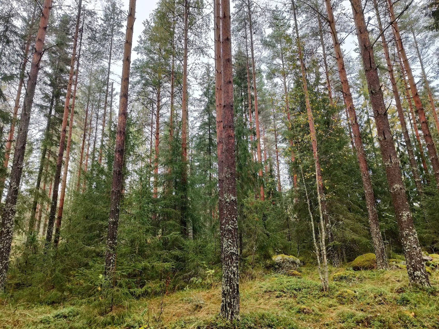 Anttila 75-422-1-253 1