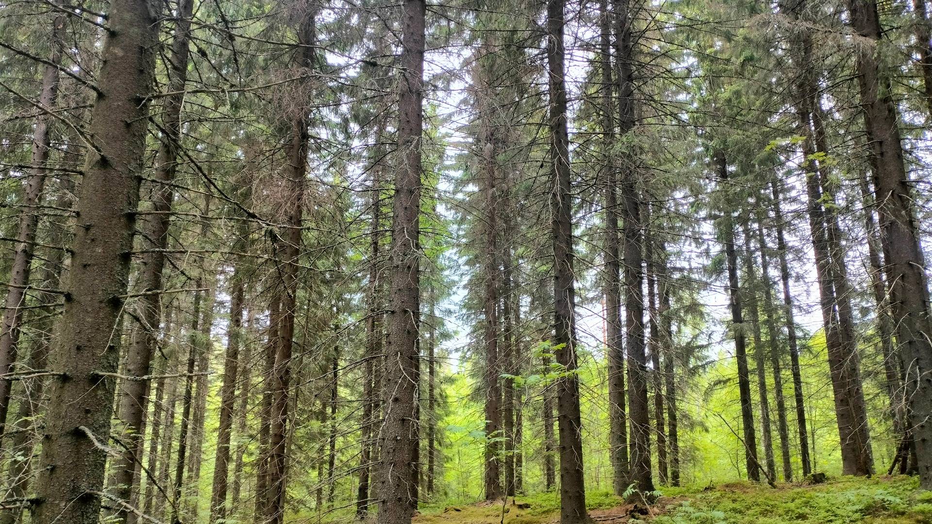 167-409-75-72 PIIROLA Määräala, Hammaslahti 1