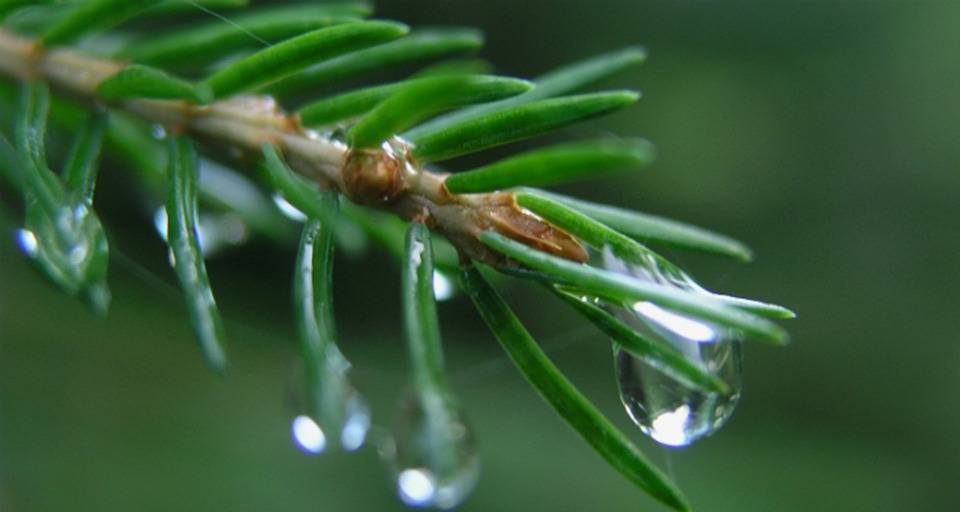 Båtholma 35:15, Eugmo 1