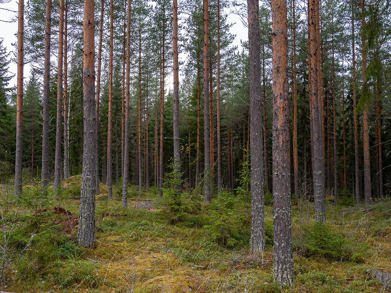 Nikkilä 739-436-2-128, määräala 1