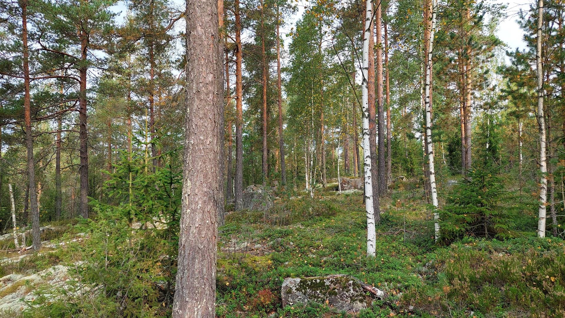 Rinnemäki 405-497-2-218 1