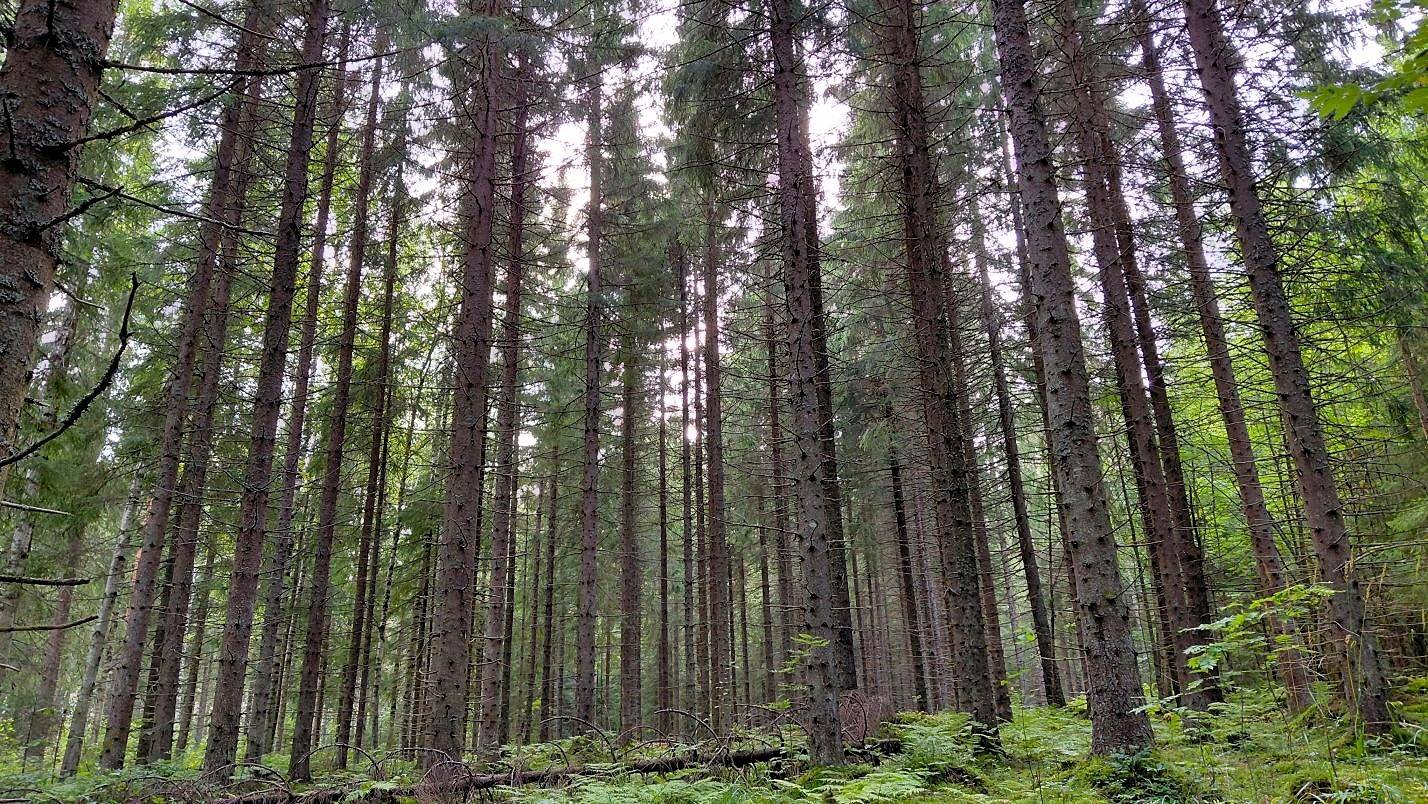 Leppäselkä 593-428-4-21 1