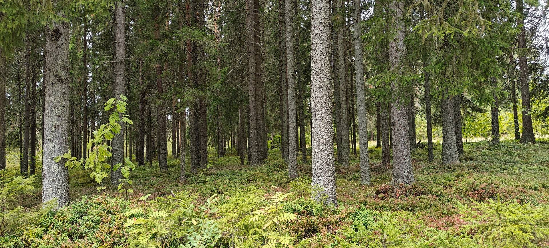 Alajärvi, MANNIO 5-414-11-119 1
