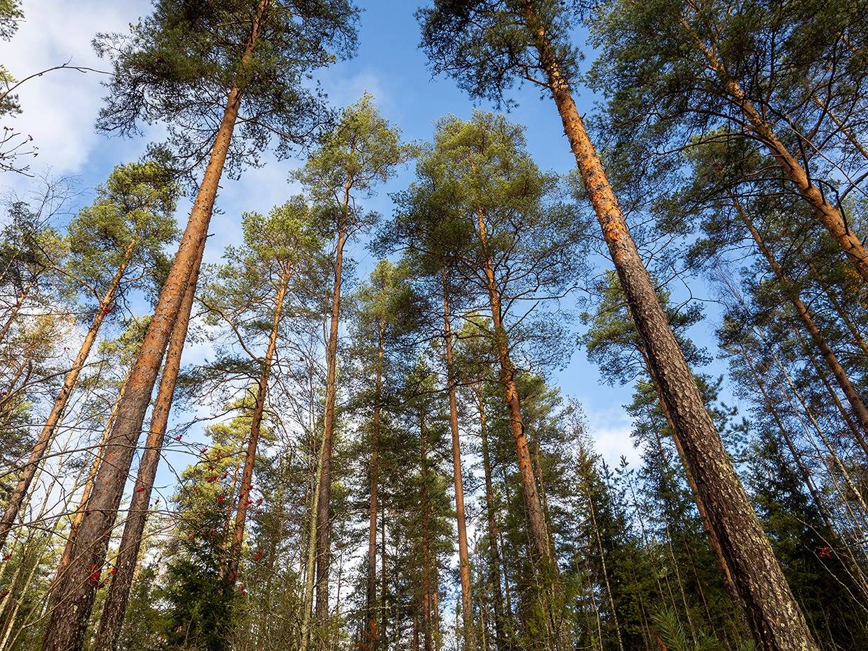 Nurkka 491-506-2-139, määräala ja Papinsaari 491-506-2-111 1