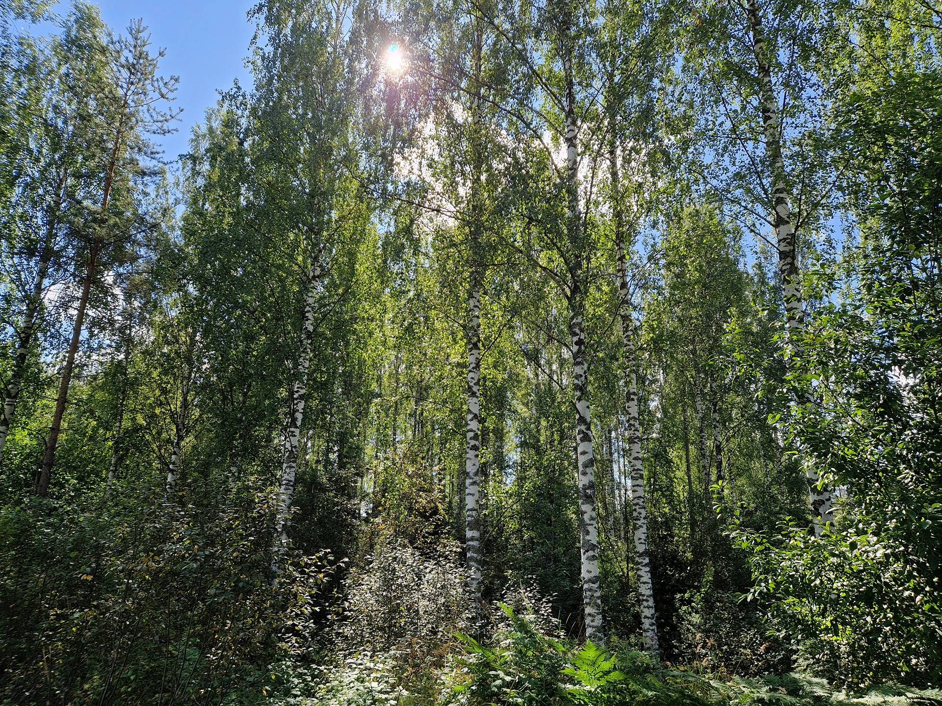 Omslagsbild för objektet Savioja 740-502-1-58