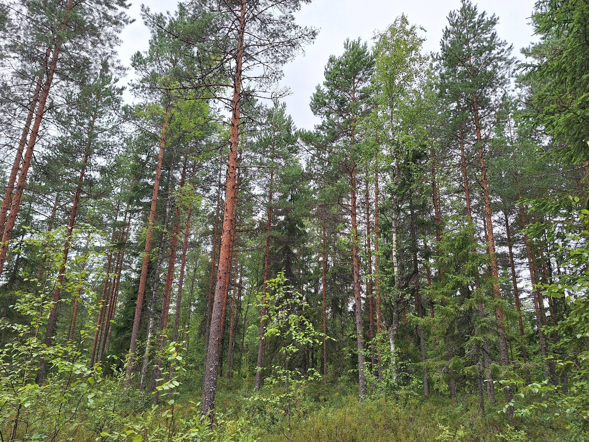 Omslagsbild för objektet Annala II 1-37