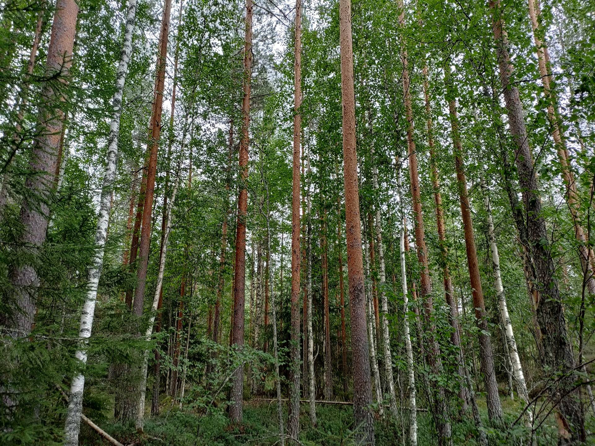 Säippäneva 977-403-13-28 1