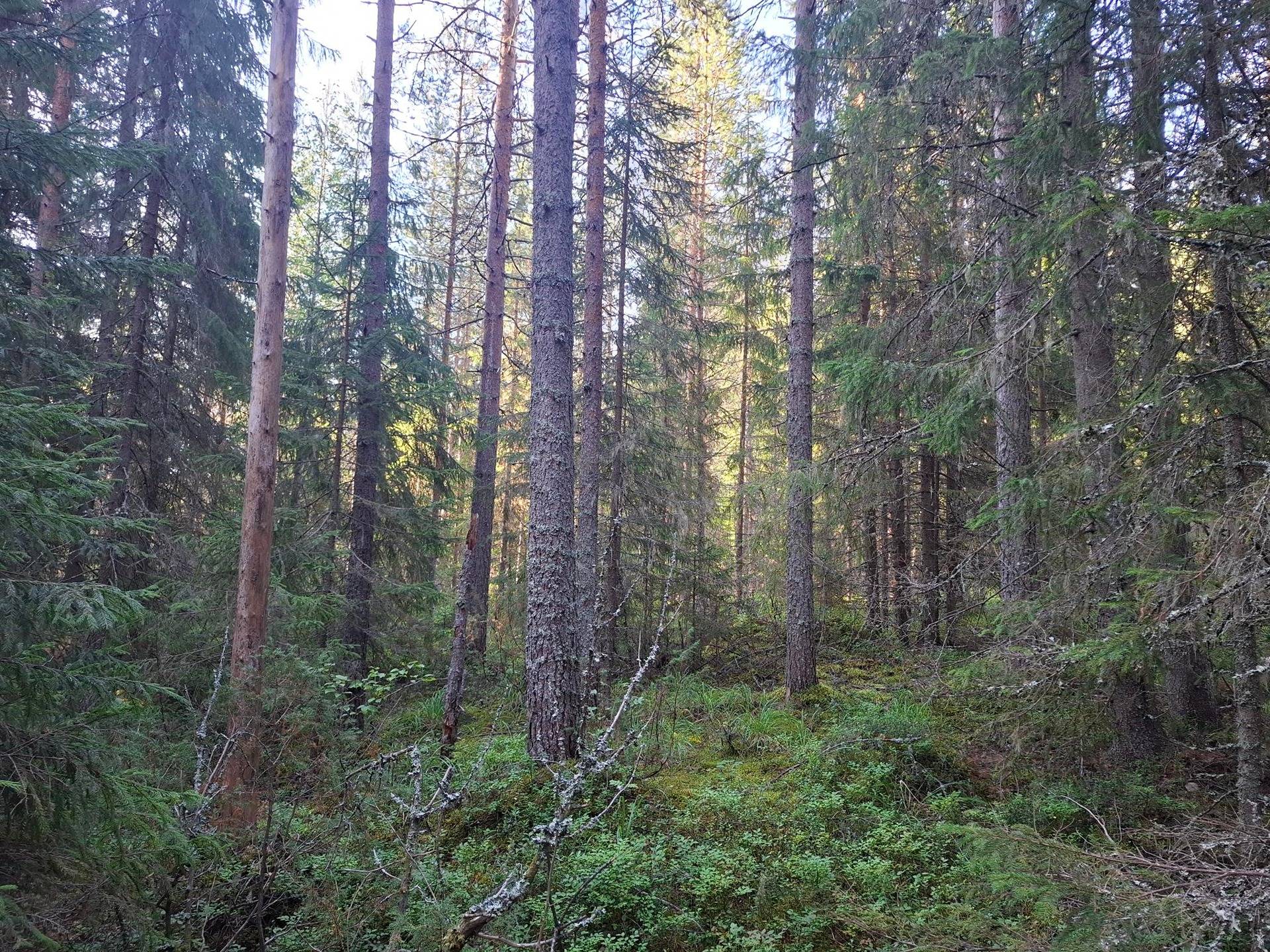 HILMALA 167-418-2-39, Huosiovaara 1