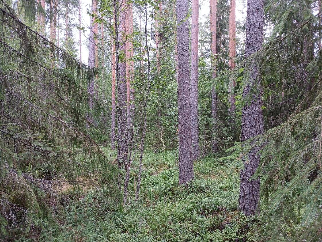 Koivulehto 32:13 Kuhmoinen 1