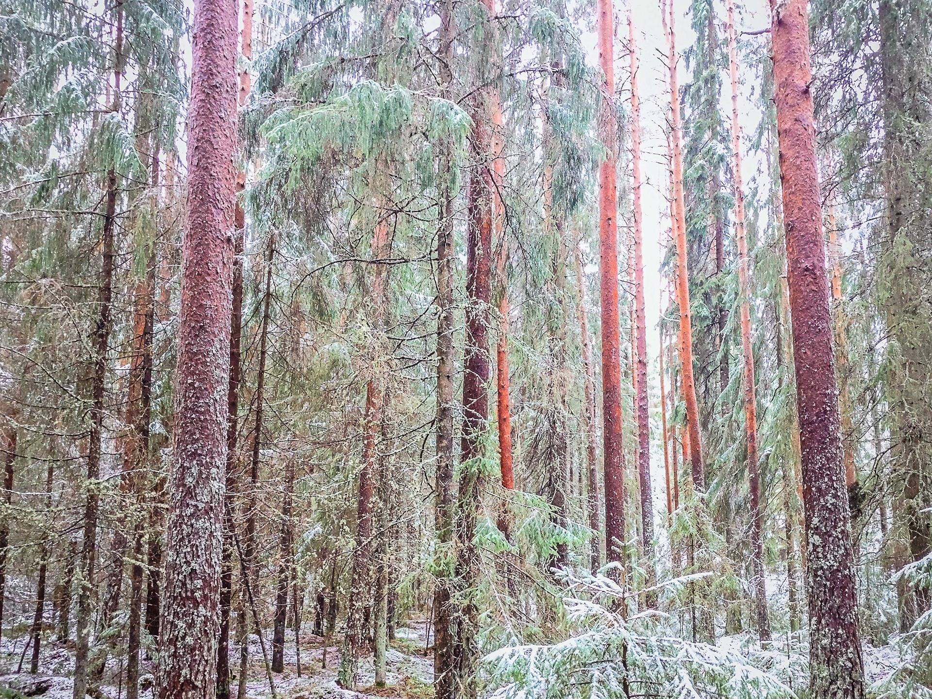 Lapua, määräala Mäki-Kojola 408-402-80-3 1