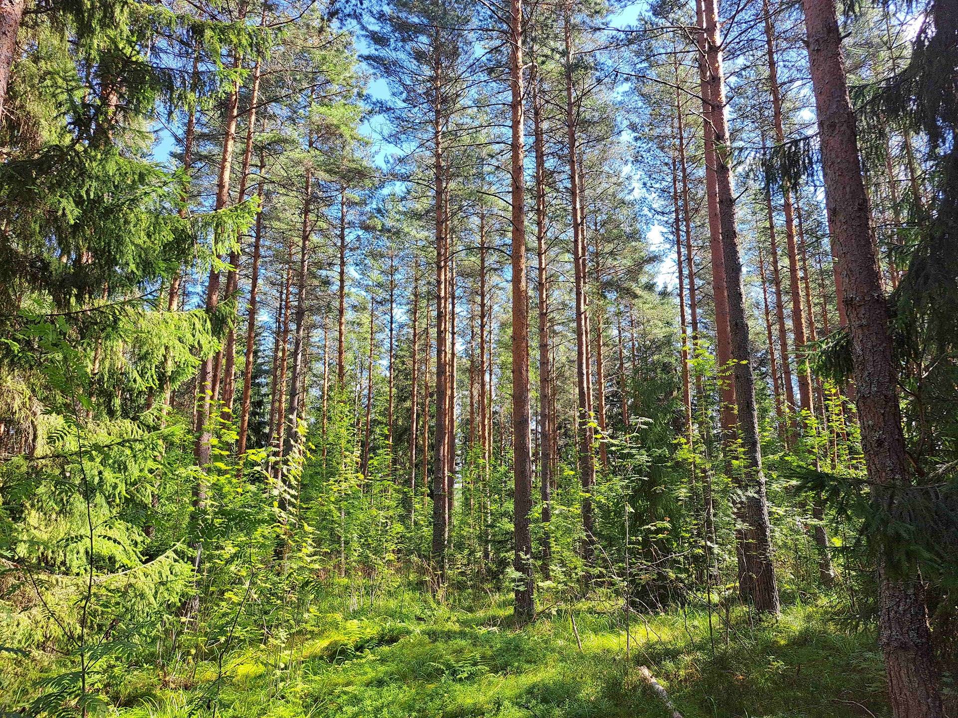 Cover photo for the object Sammalsuo 286-419-9-372(määräala)