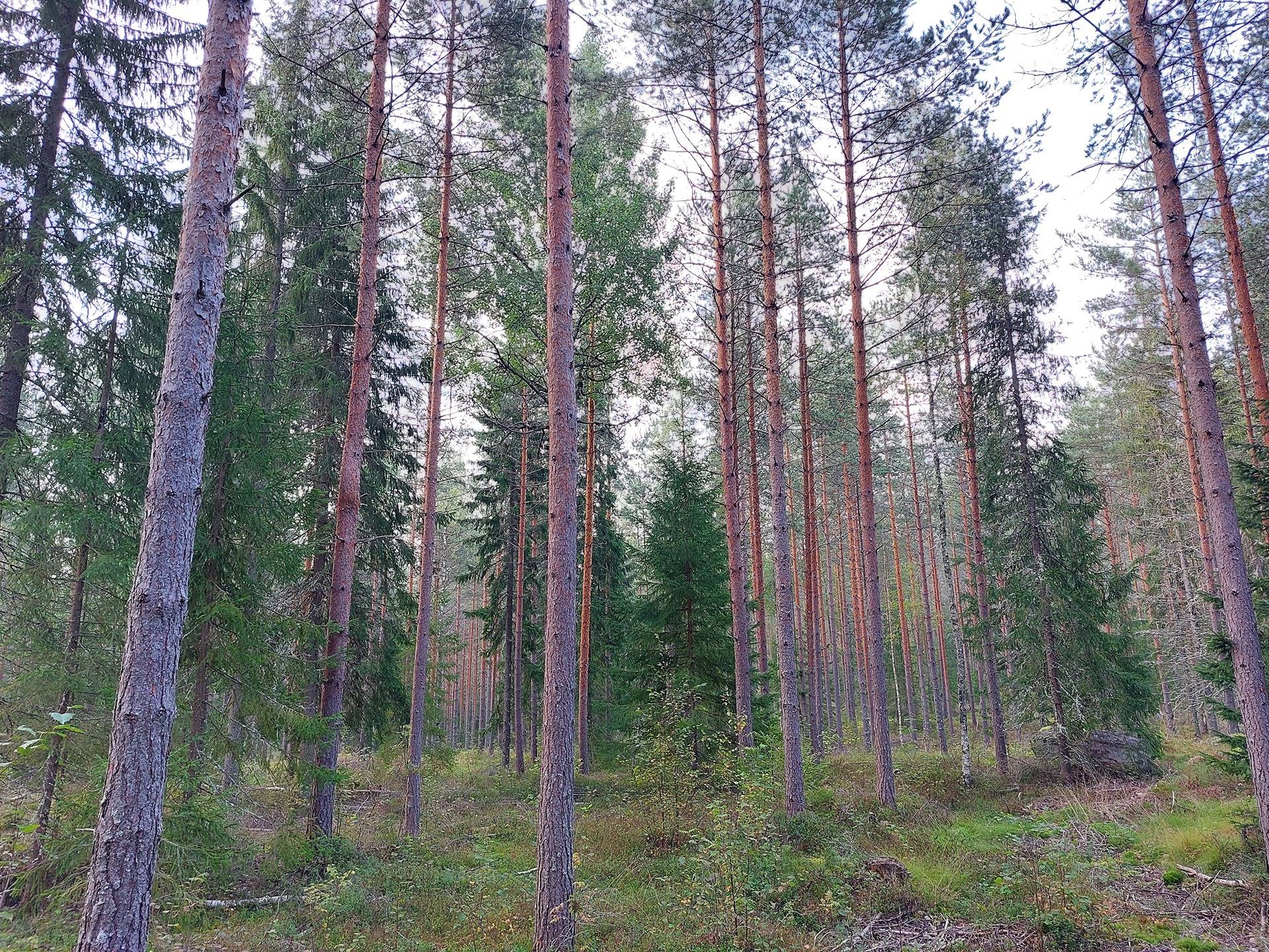 Soini 405-579-1-94, määräala 1