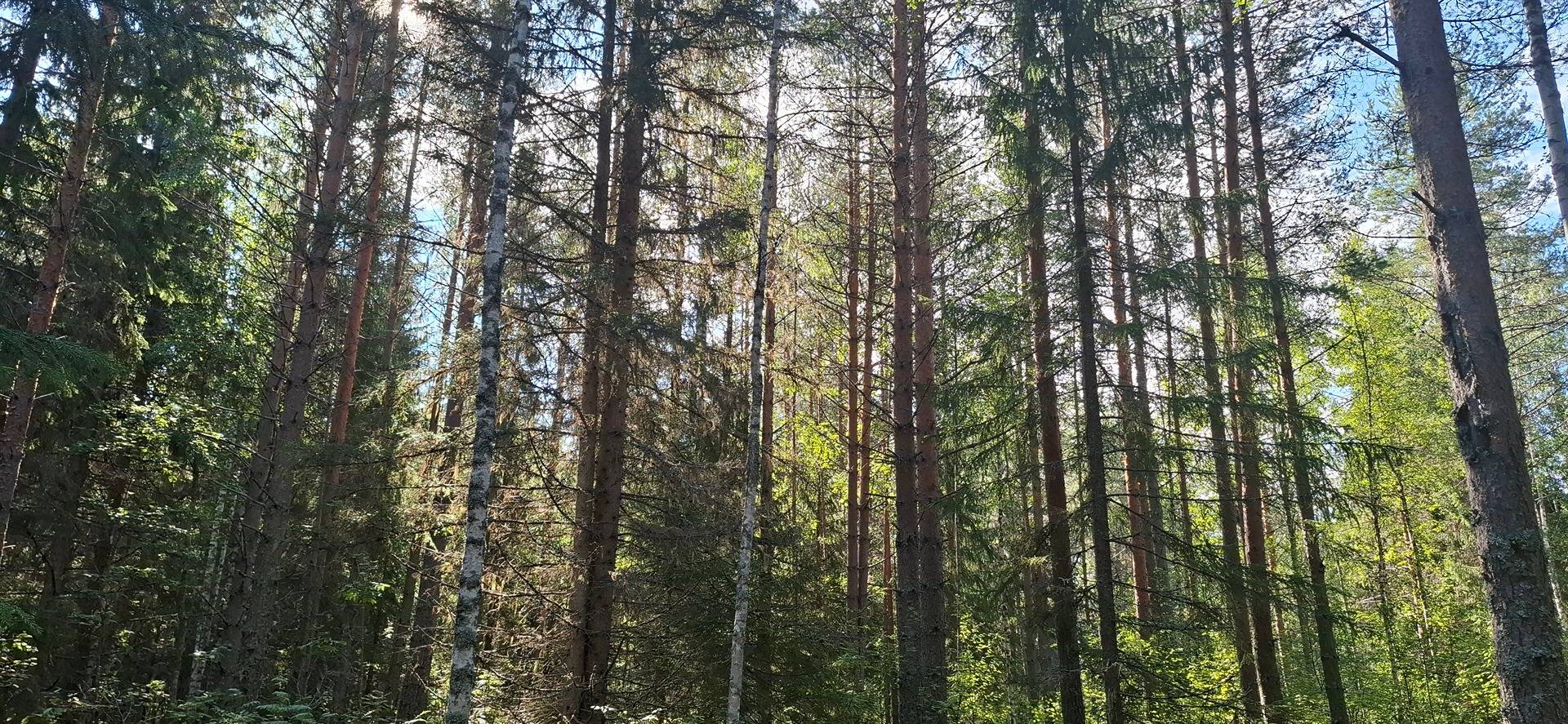 607-414-20-25 Kultavuori, Sotkuma 1