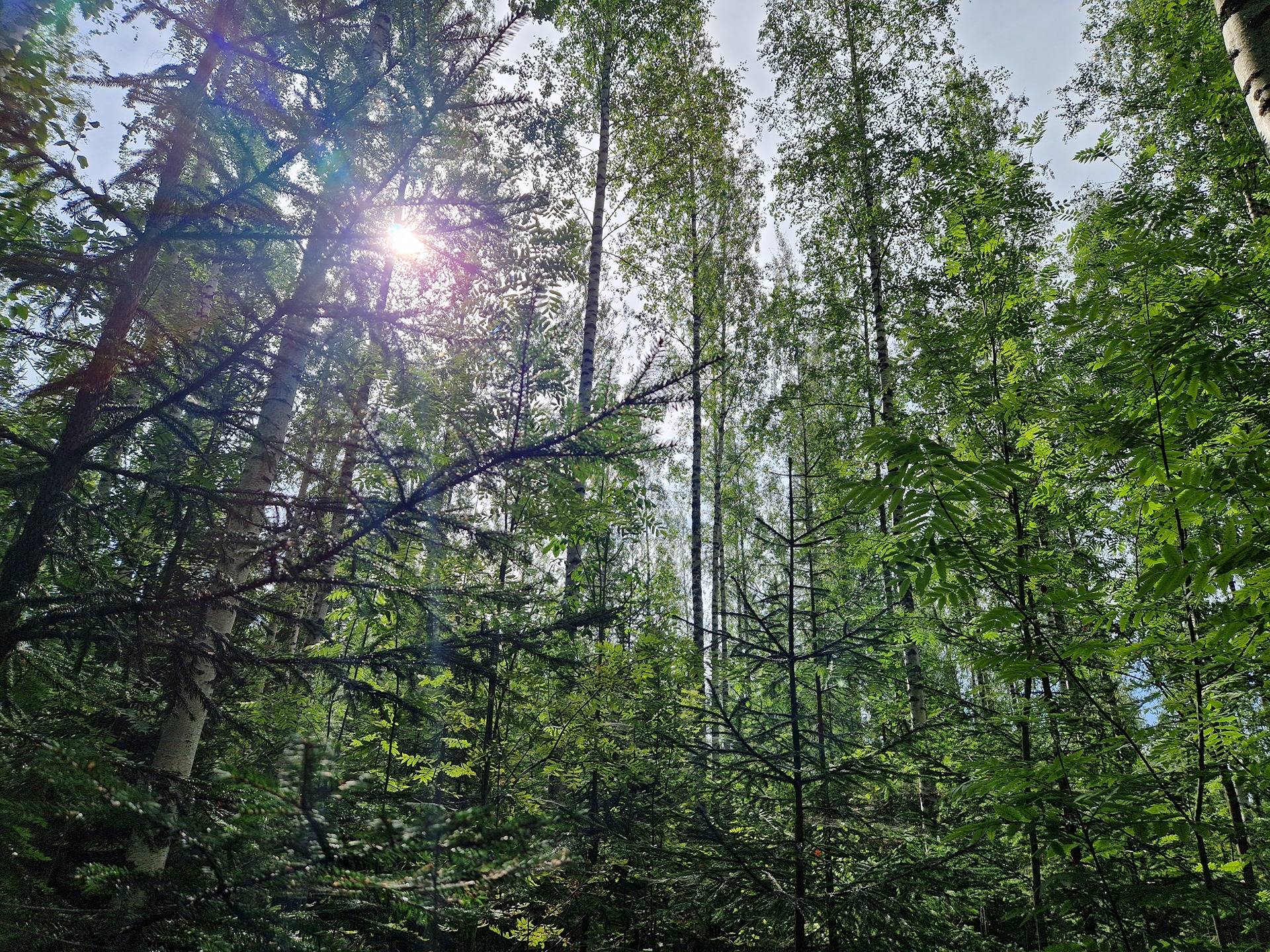 Cover photo for the object Katimaa 178-435-1-54