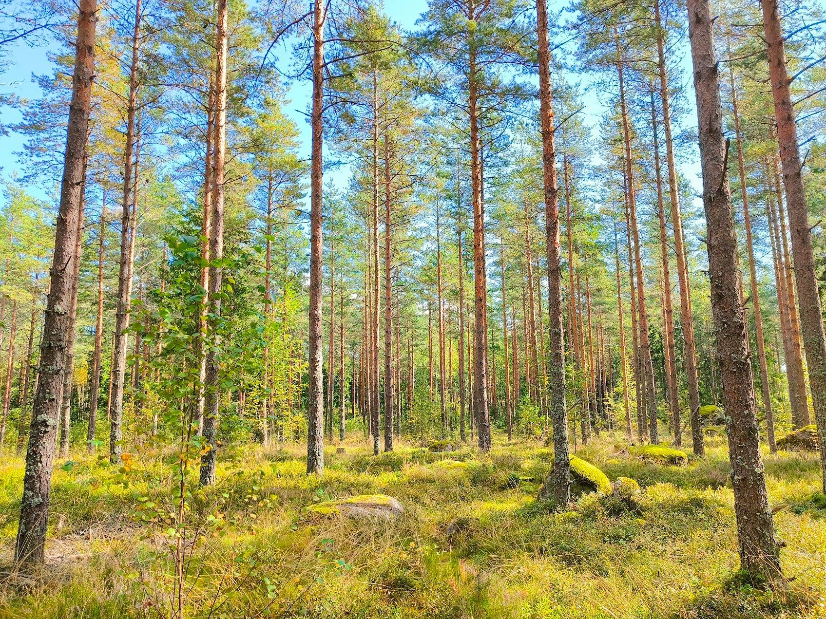 Kievarila, 935-426-11-97 (määräala) 1