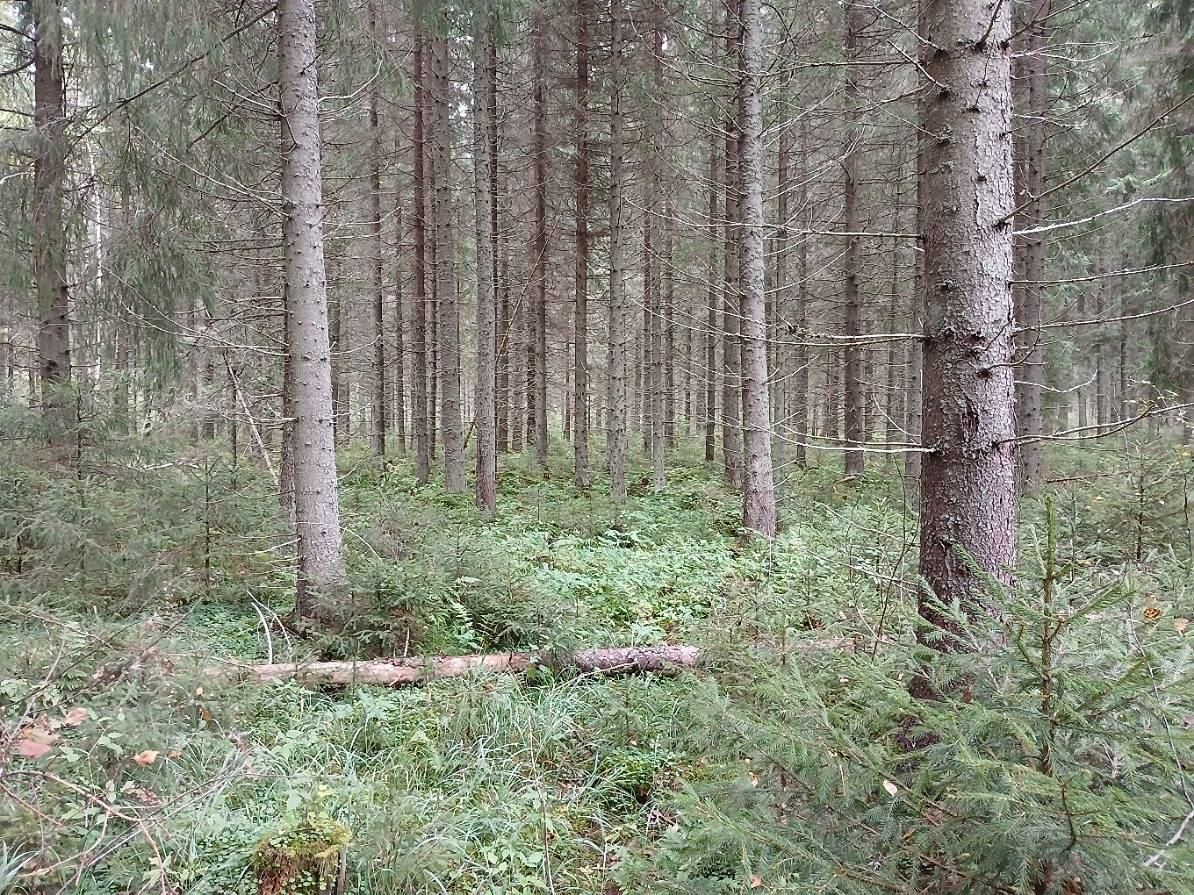 Metsä-Laurila 3:683 1