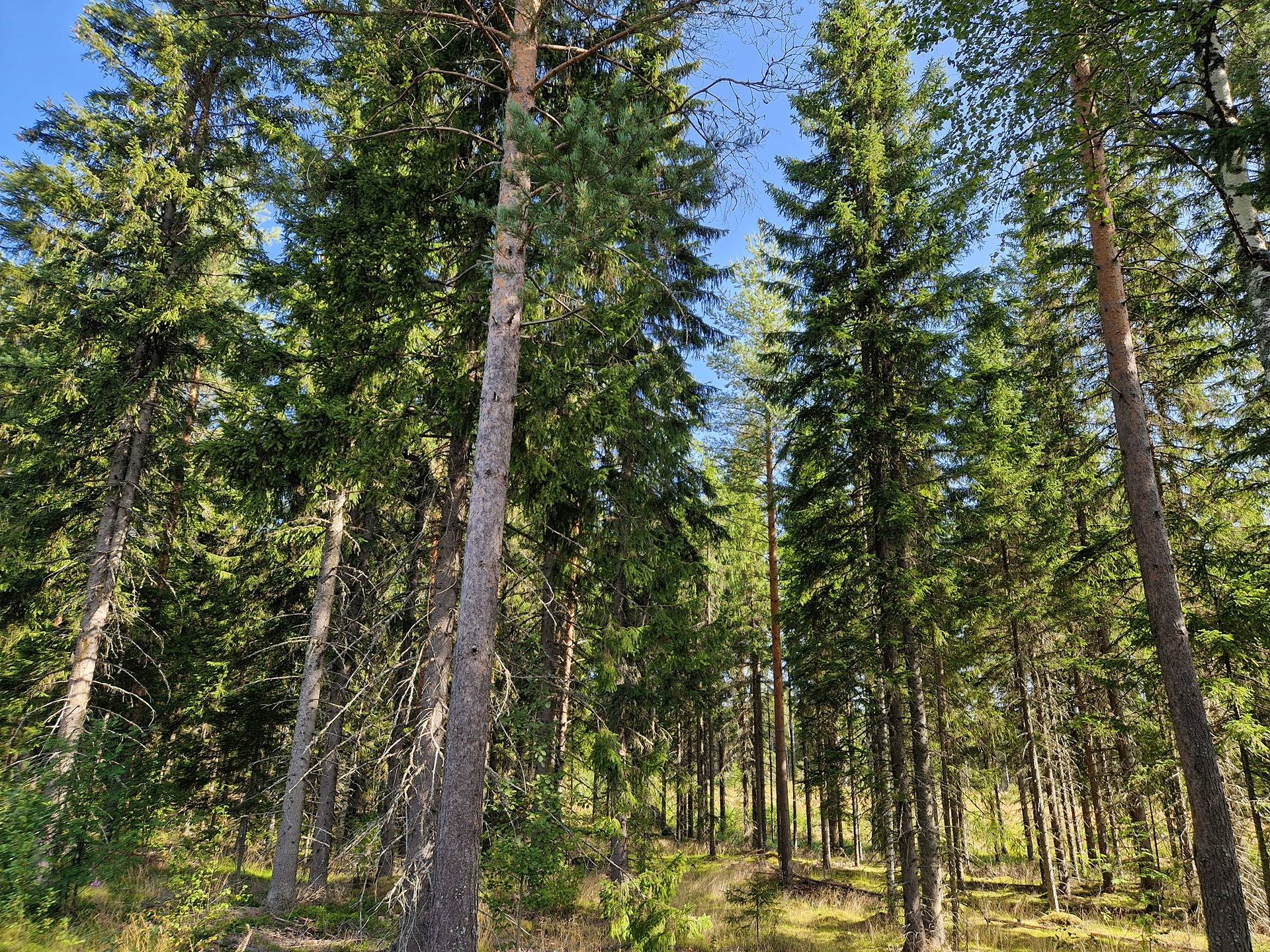 Kansikuva kohteelle Kiiskilä 178-435-1-45